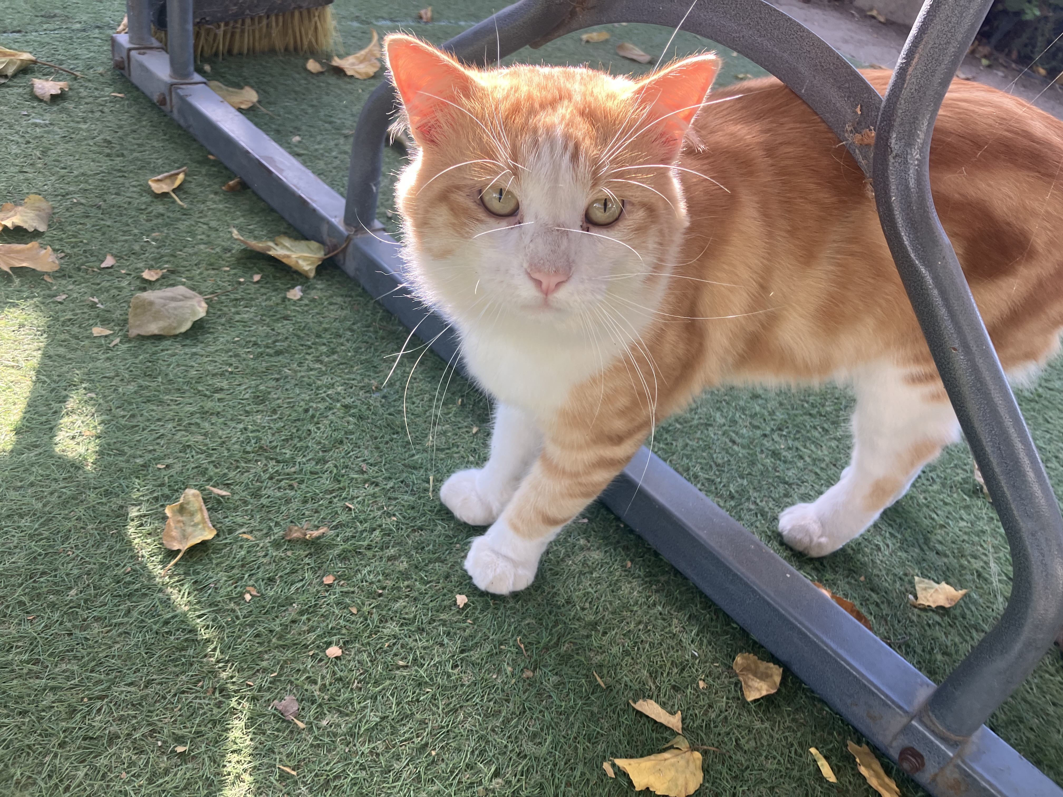 An orange cat with a white underbelly under a white table.
